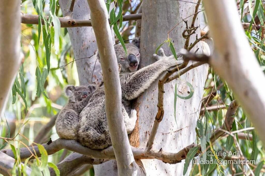 A Quiet Unit Overlooking A Reserve Petrie Exterior foto